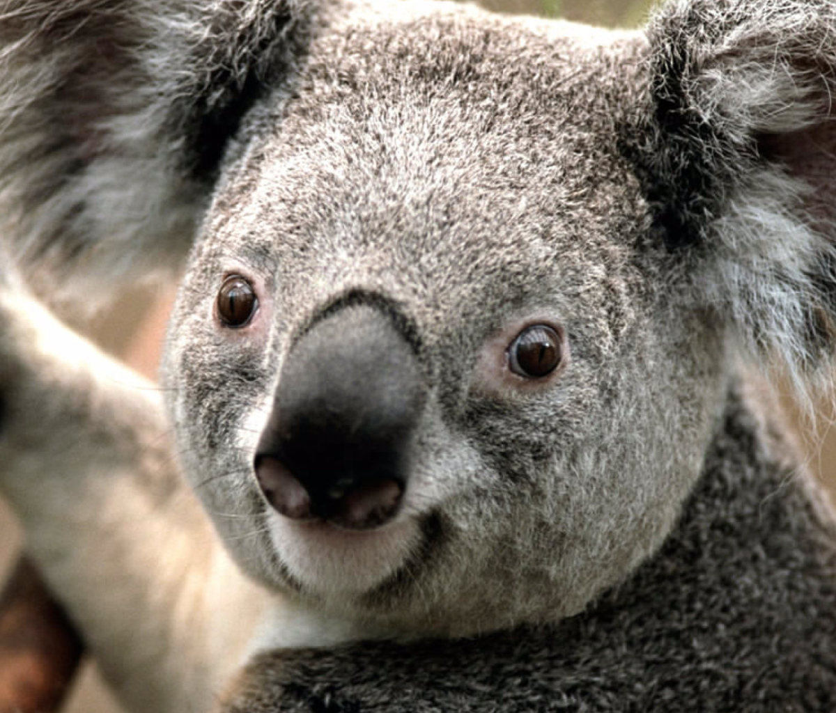 Koala by J. R. A. K. wallpaper 1200x1024