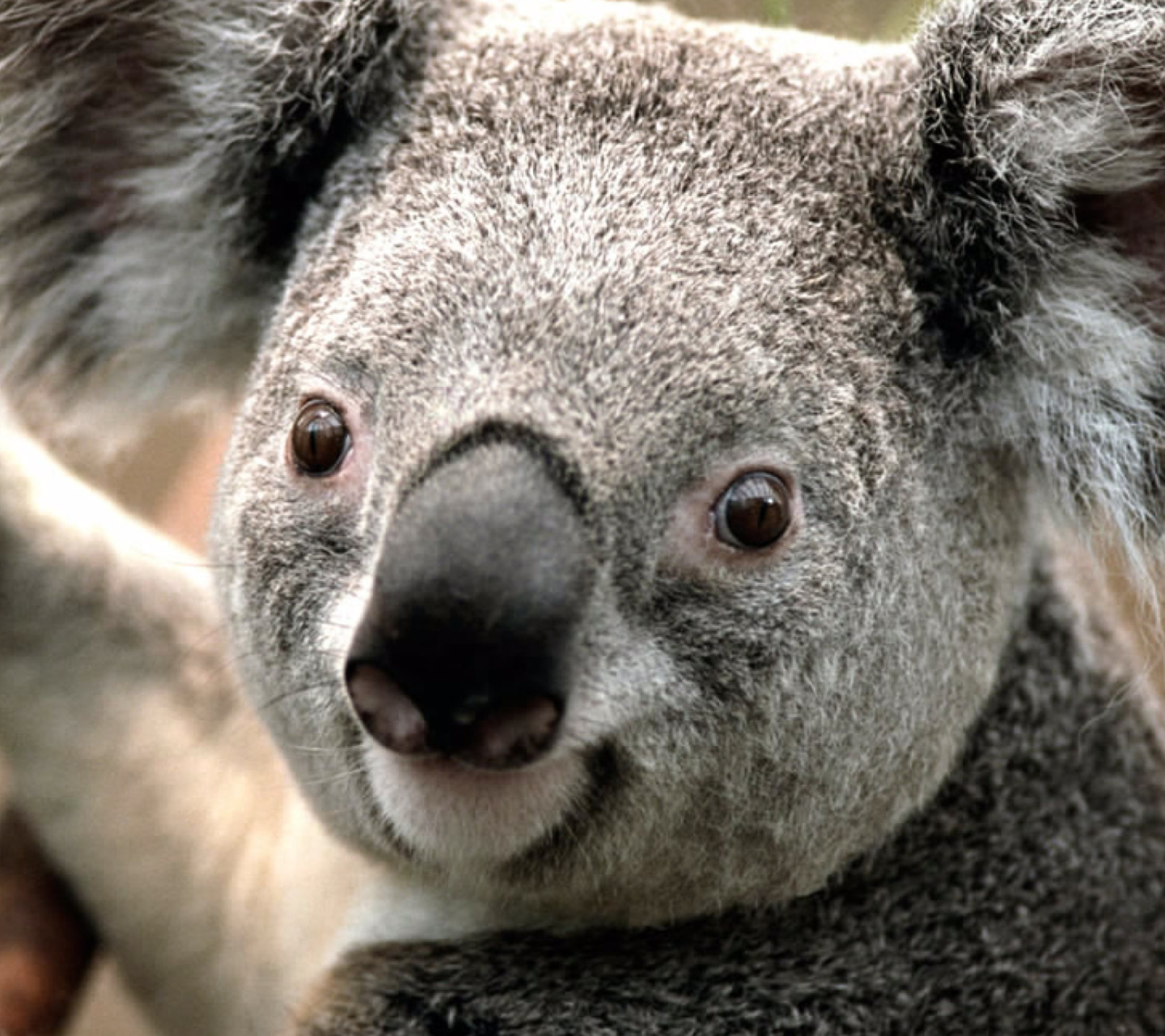 Koala by J. R. A. K. wallpaper 1440x1280