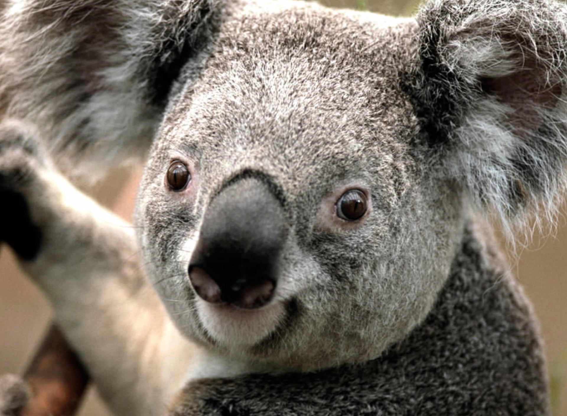 Koala by J. R. A. K. screenshot #1 1920x1408
