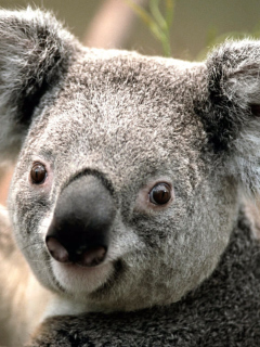 Fondo de pantalla Koala by J. R. A. K. 240x320