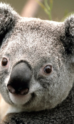 Koala by J. R. A. K. wallpaper 240x400