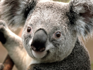 Koala by J. R. A. K. wallpaper 320x240