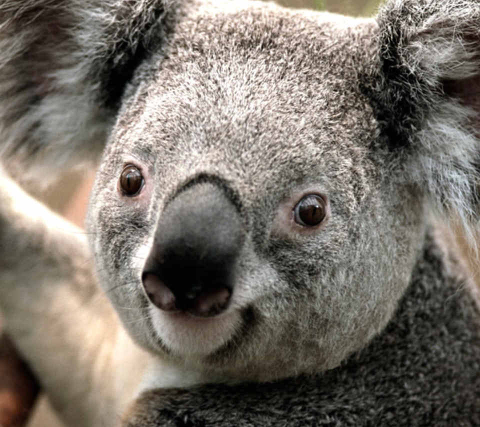 Screenshot №1 pro téma Koala by J. R. A. K. 960x854