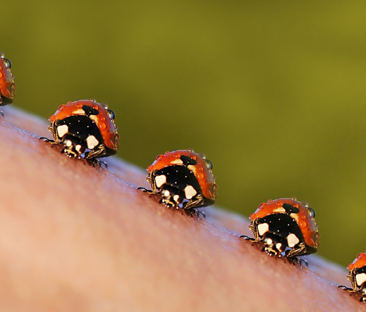 Sfondi Ladybugs 1200x1024