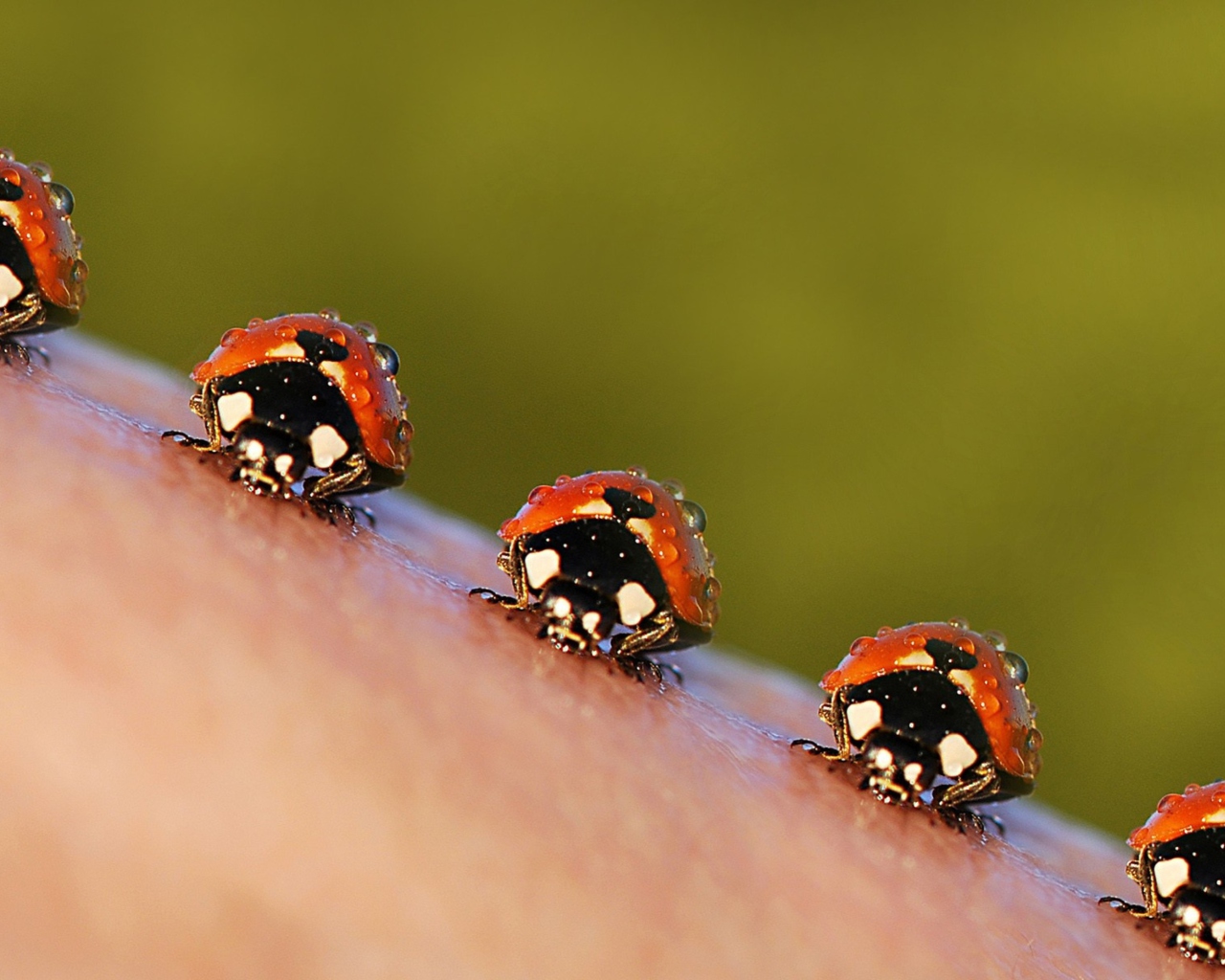 Sfondi Ladybugs 1280x1024
