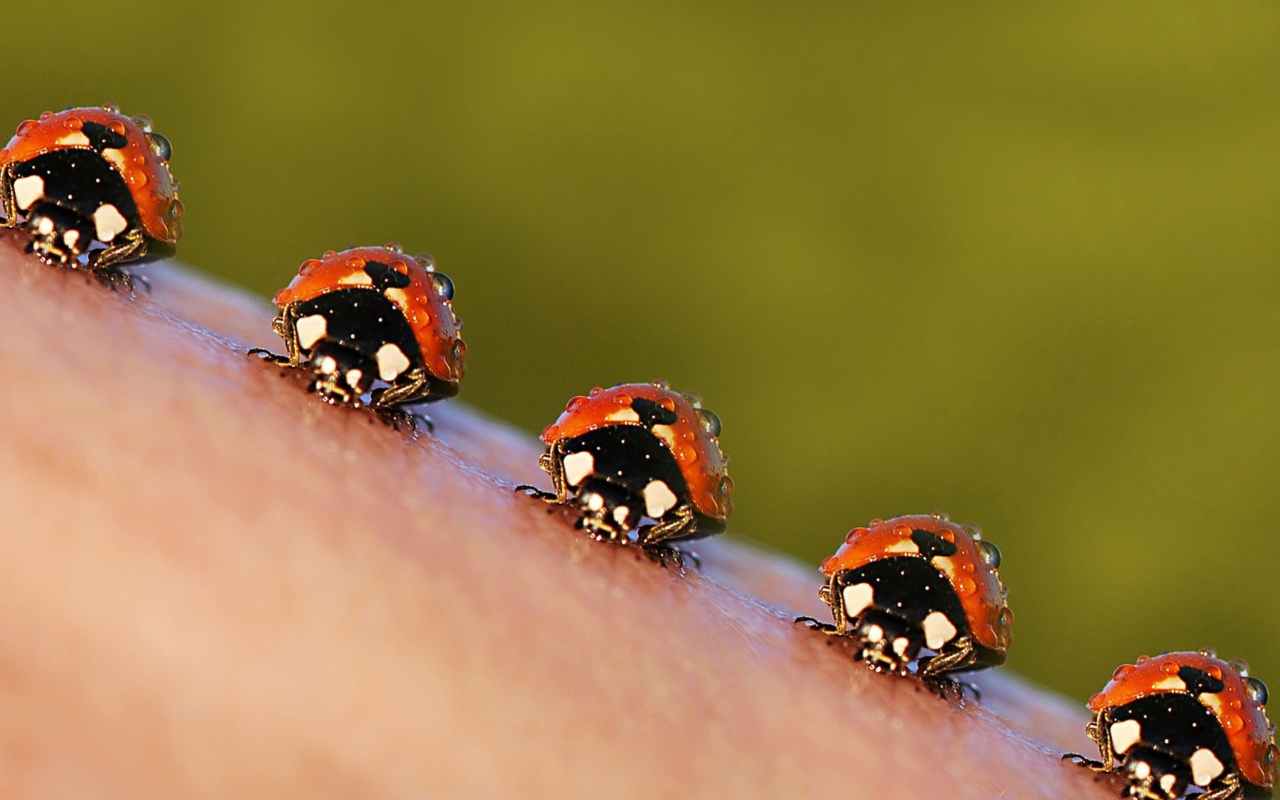 Ladybugs wallpaper 1280x800