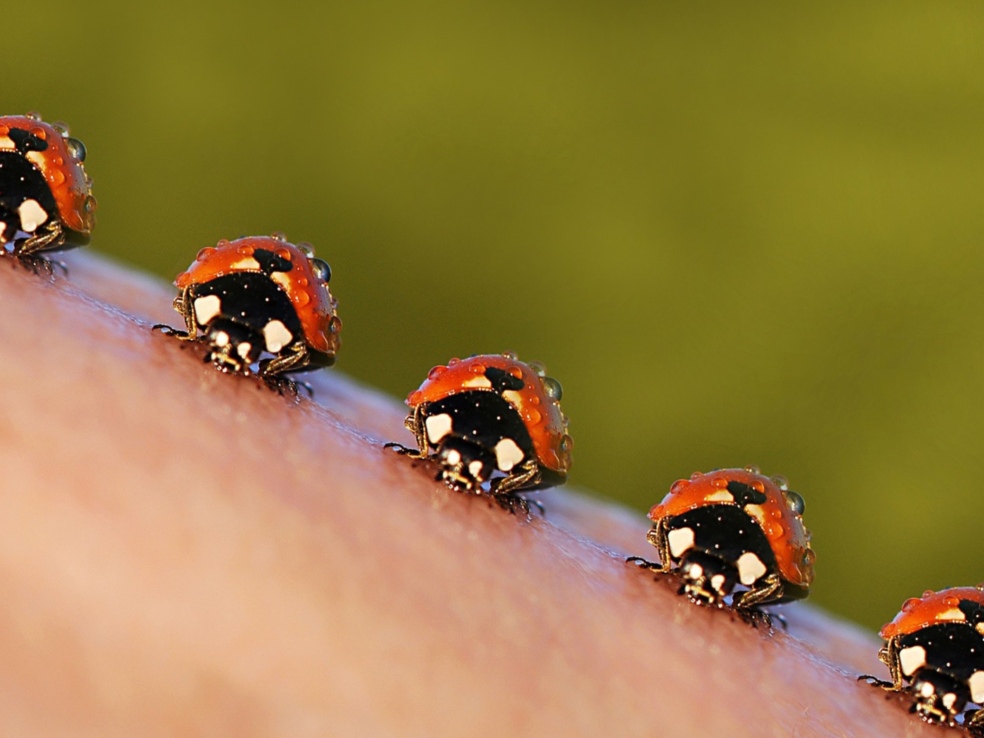 Обои Ladybugs 1400x1050