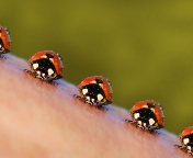 Обои Ladybugs 176x144