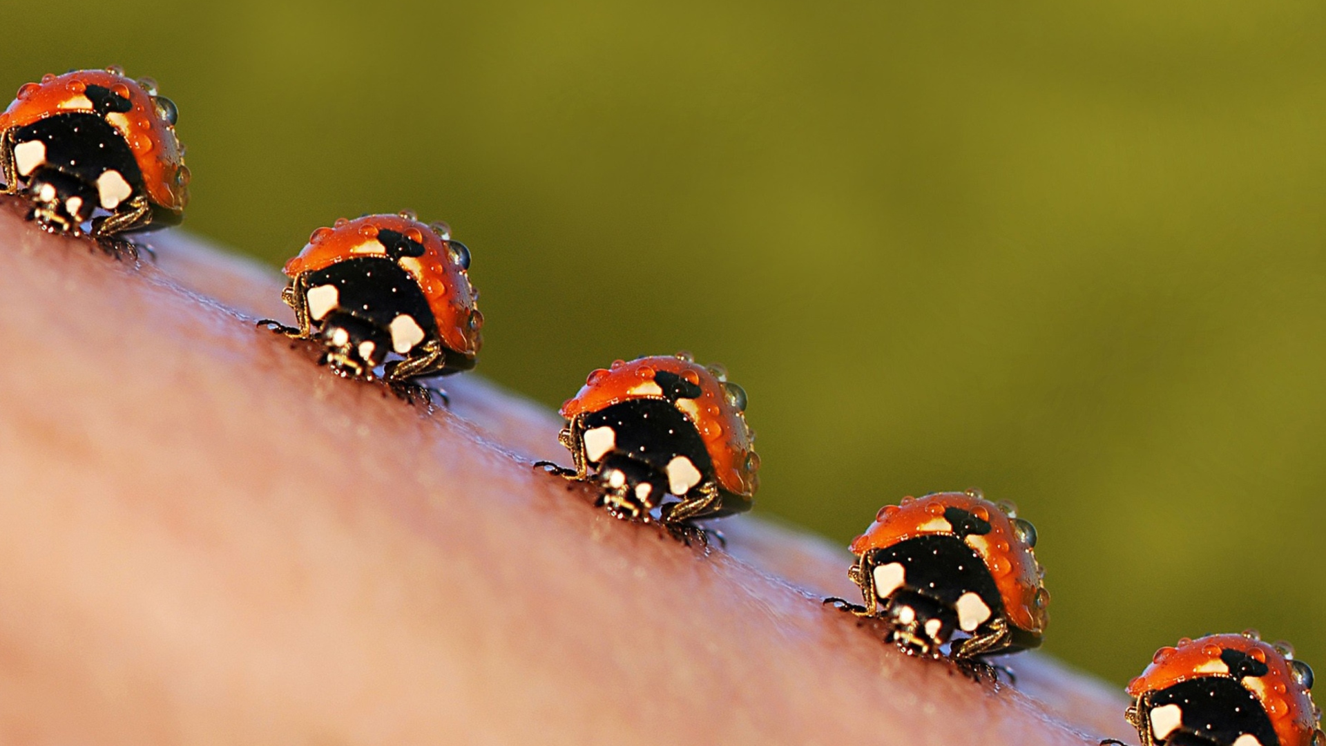 Sfondi Ladybugs 1920x1080