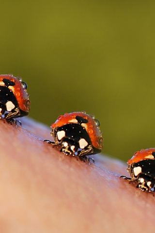 Das Ladybugs Wallpaper 320x480