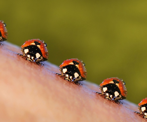 Ladybugs screenshot #1 480x400