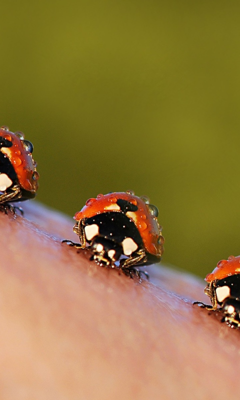 Обои Ladybugs 480x800