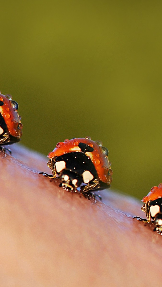Ladybugs wallpaper 640x1136
