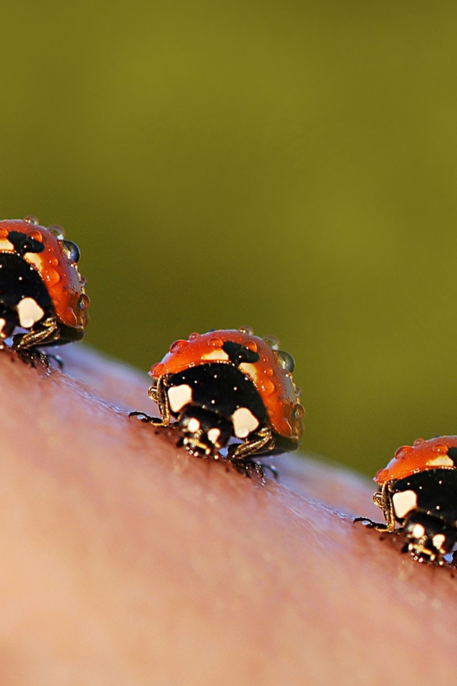 Ladybugs wallpaper 640x960
