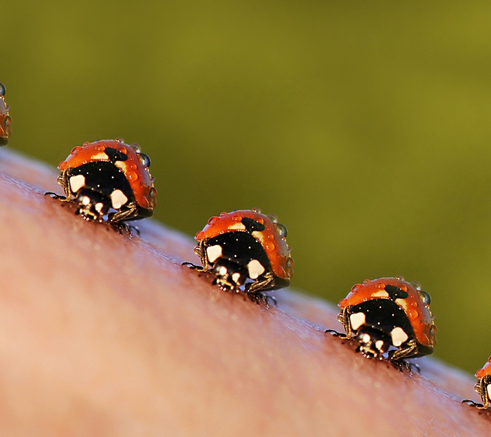 Обои Ladybugs 960x854