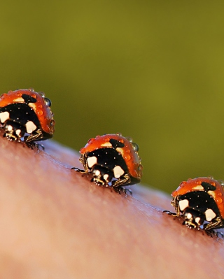 Ladybugs - Obrázkek zdarma pro 240x320