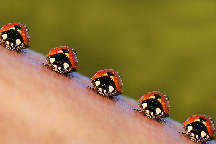 Ladybugs wallpaper