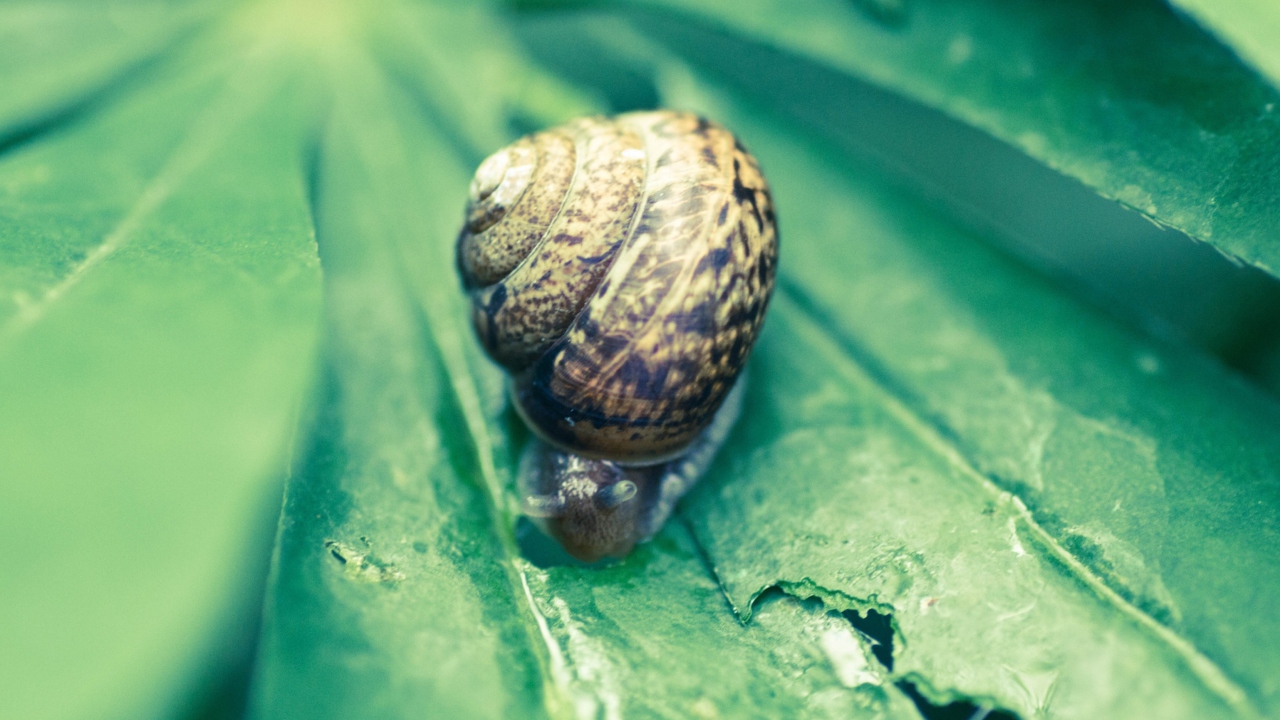 Das Snail On Plant Wallpaper 1280x720