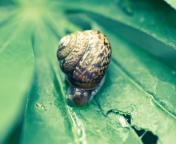 Обои Snail On Plant 176x144