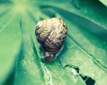 Das Snail On Plant Wallpaper 220x176