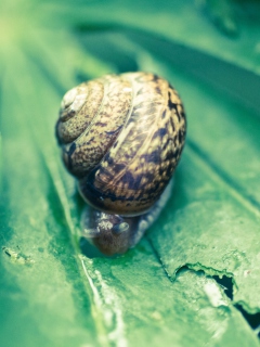 Das Snail On Plant Wallpaper 240x320