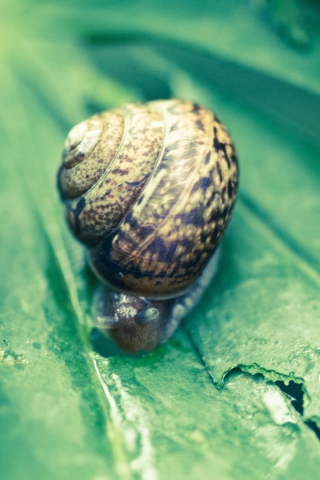 Das Snail On Plant Wallpaper 320x480