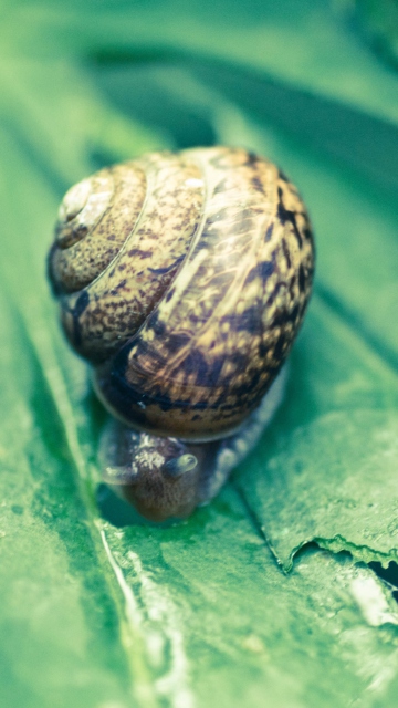 Das Snail On Plant Wallpaper 360x640