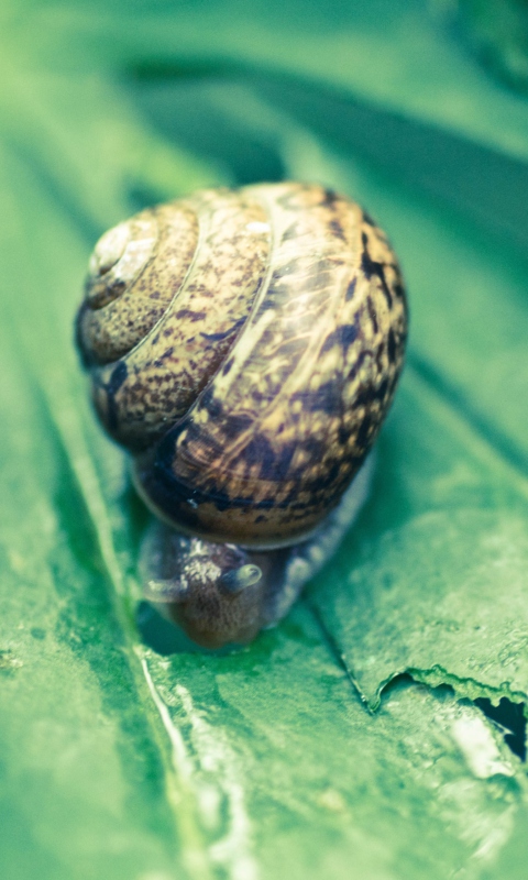 Das Snail On Plant Wallpaper 480x800