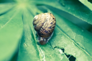 Snail On Plant Picture for Android, iPhone and iPad