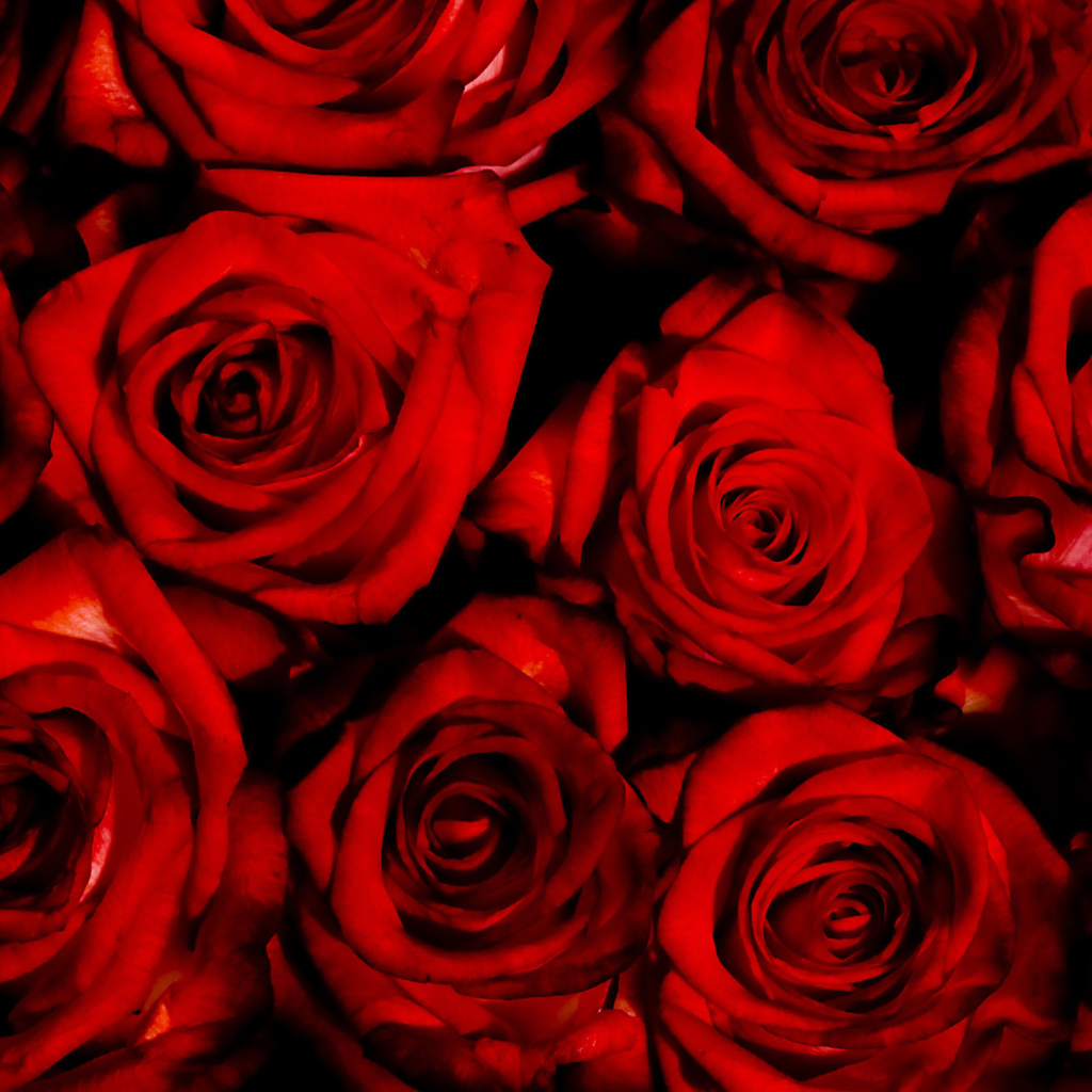 Das Red Flowers Of Love Wallpaper 1024x1024
