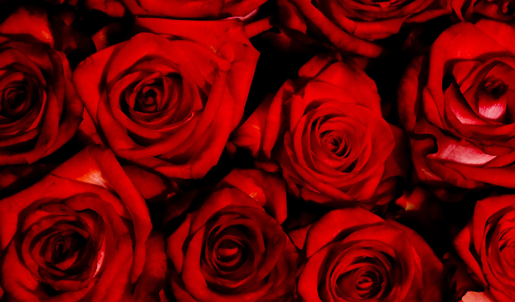 Red Flowers Of Love wallpaper 1024x600