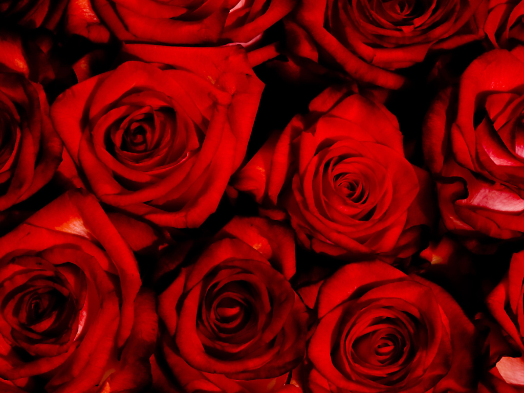 Red Flowers Of Love wallpaper 1024x768