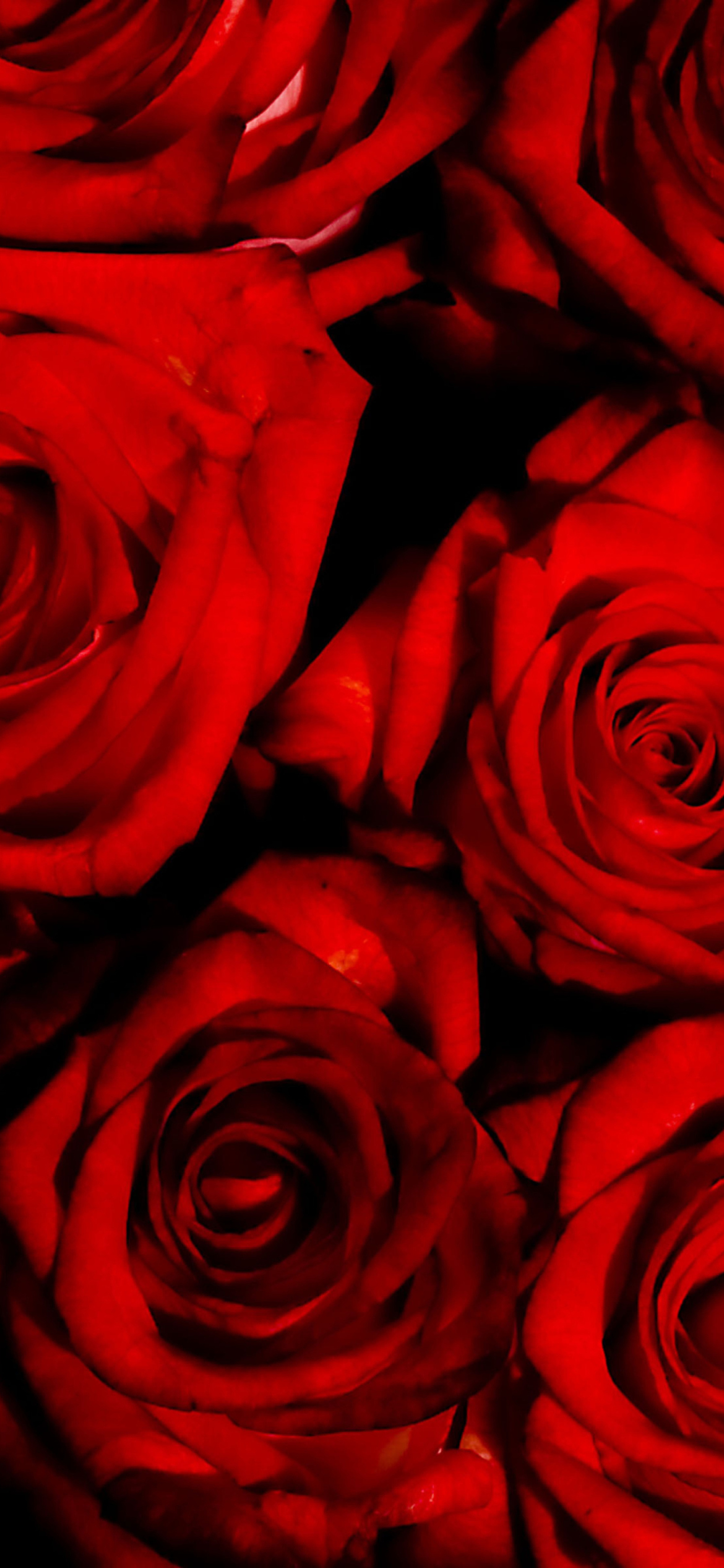 Обои Red Flowers Of Love 1170x2532