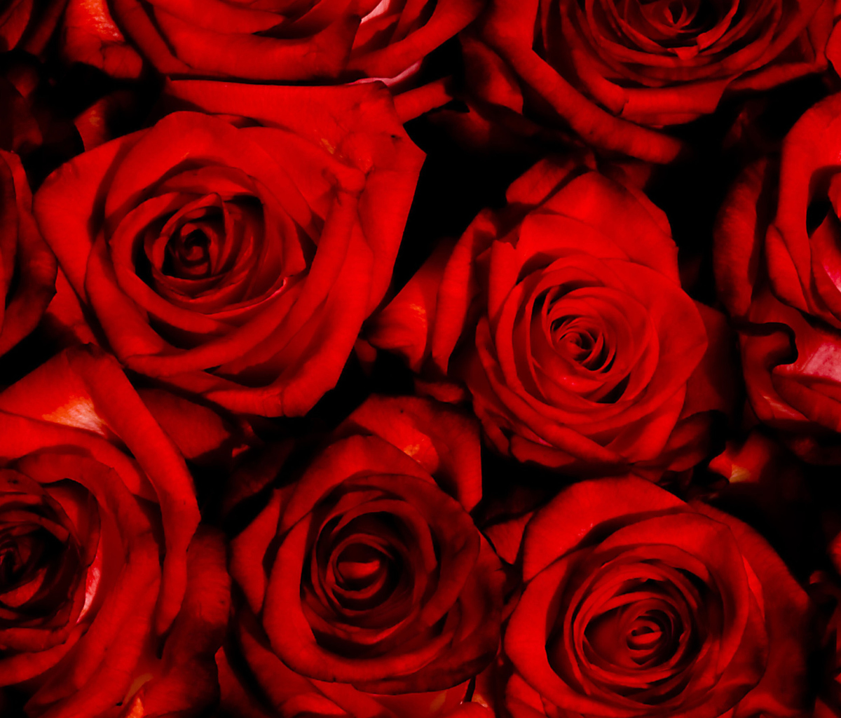 Обои Red Flowers Of Love 1200x1024