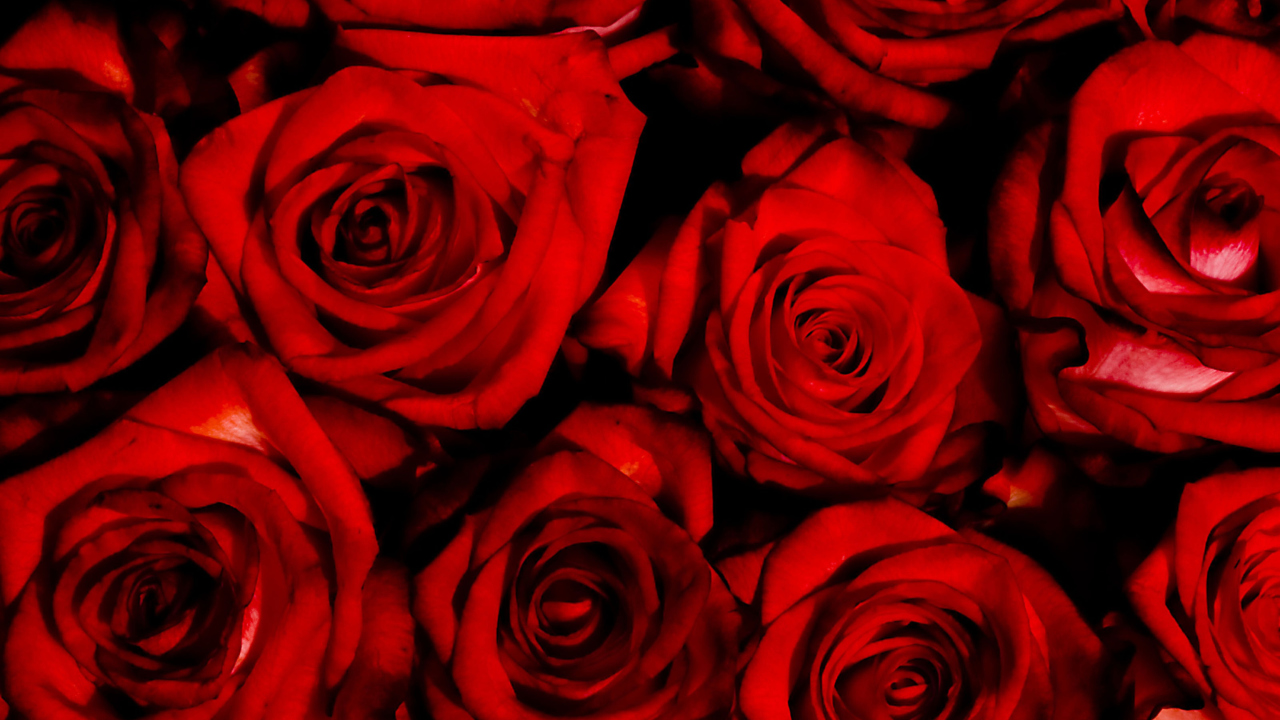 Red Flowers Of Love wallpaper 1280x720