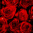 Fondo de pantalla Red Flowers Of Love 128x128