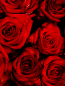 Обои Red Flowers Of Love 132x176