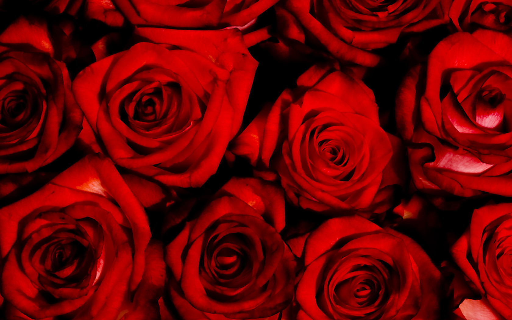 Das Red Flowers Of Love Wallpaper 1680x1050