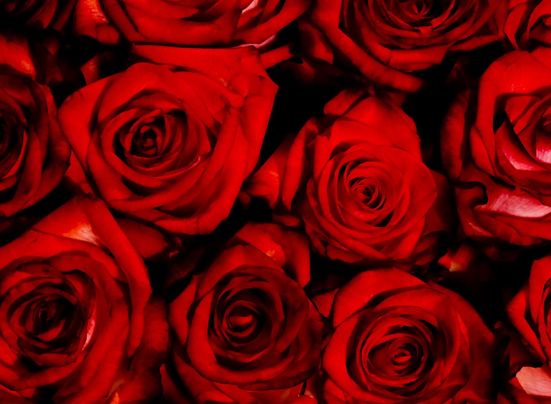 Обои Red Flowers Of Love 1920x1408