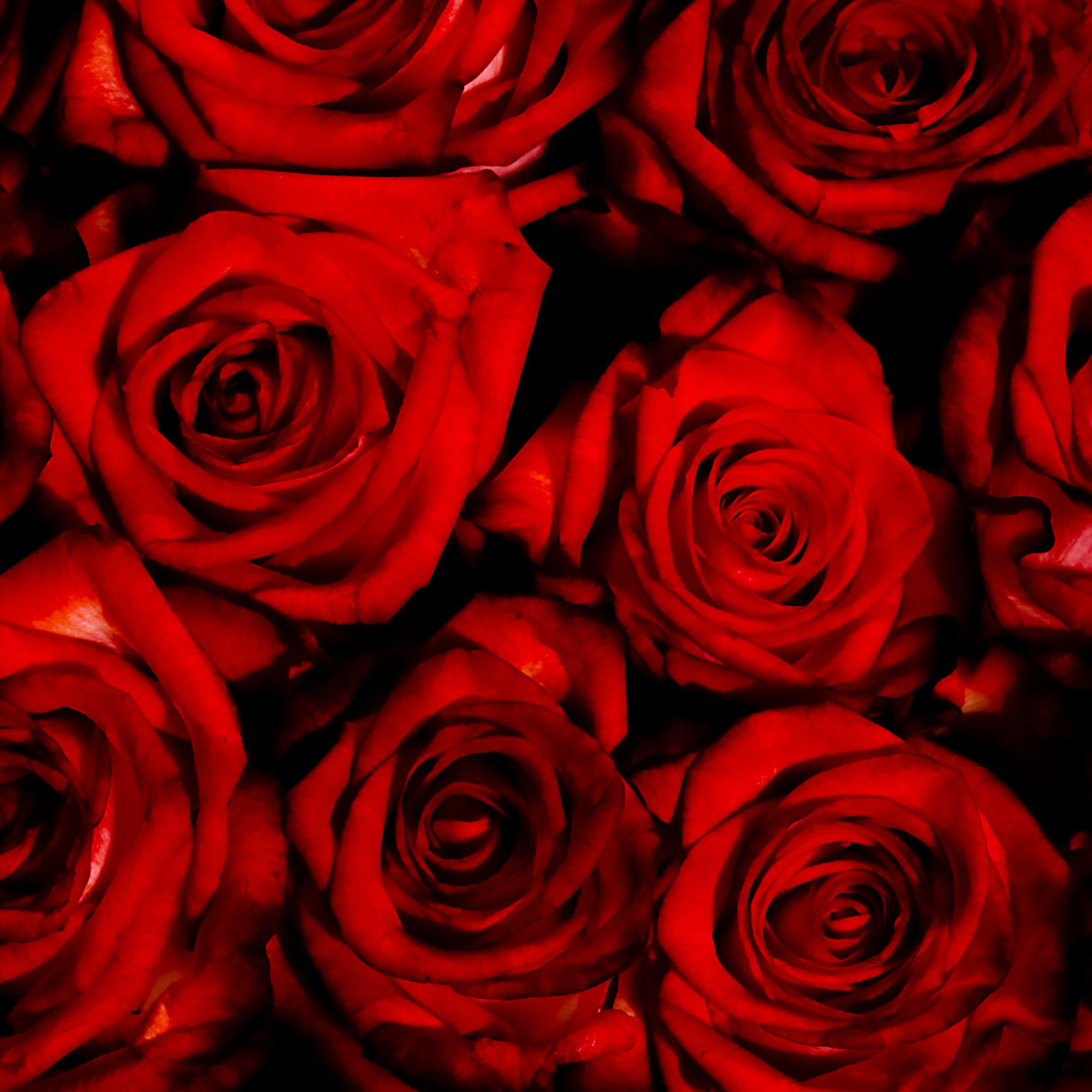 Das Red Flowers Of Love Wallpaper 2048x2048