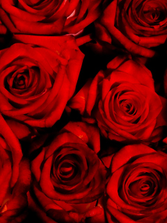 Das Red Flowers Of Love Wallpaper 240x320