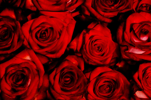 Red Flowers Of Love wallpaper 480x320