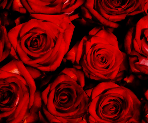 Обои Red Flowers Of Love 480x400