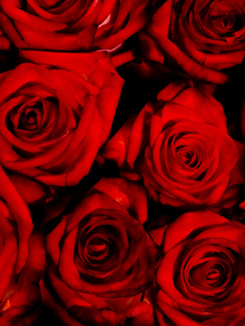 Red Flowers Of Love wallpaper 480x640
