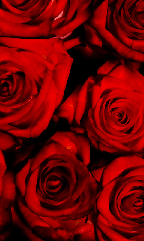 Red Flowers Of Love wallpaper 480x800