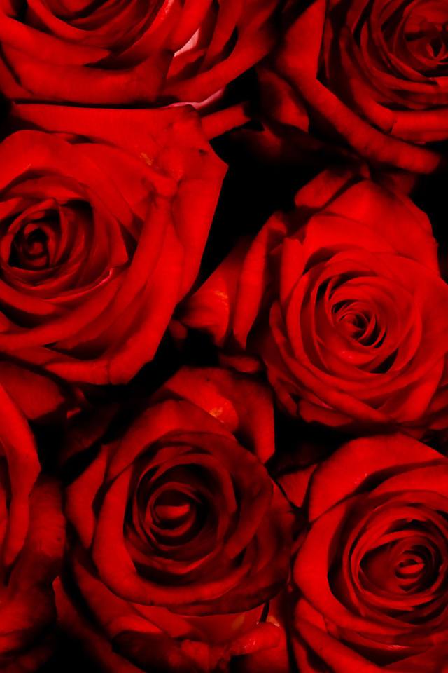 Das Red Flowers Of Love Wallpaper 640x960