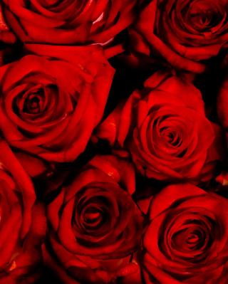 Red Flowers Of Love Wallpaper for iPhone 5C