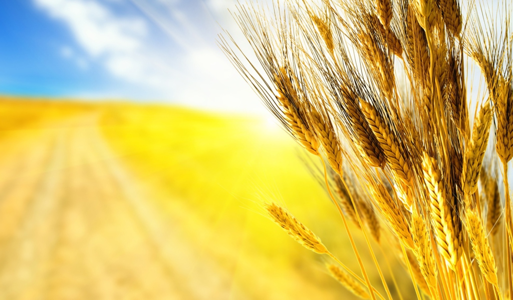Golden Wheat screenshot #1 1024x600