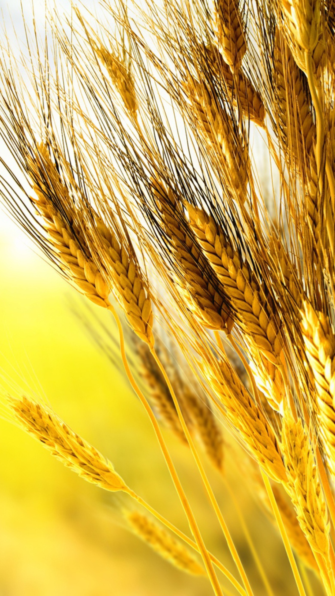 Das Golden Wheat Wallpaper 1080x1920