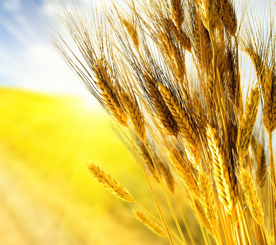 Fondo de pantalla Golden Wheat 1080x960